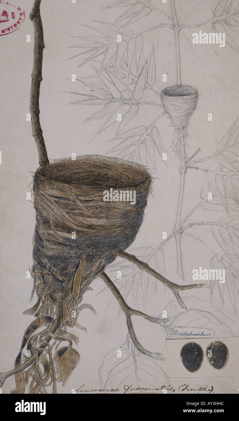 Rhipidura albicollis throated bianco fiocco nest Foto Stock