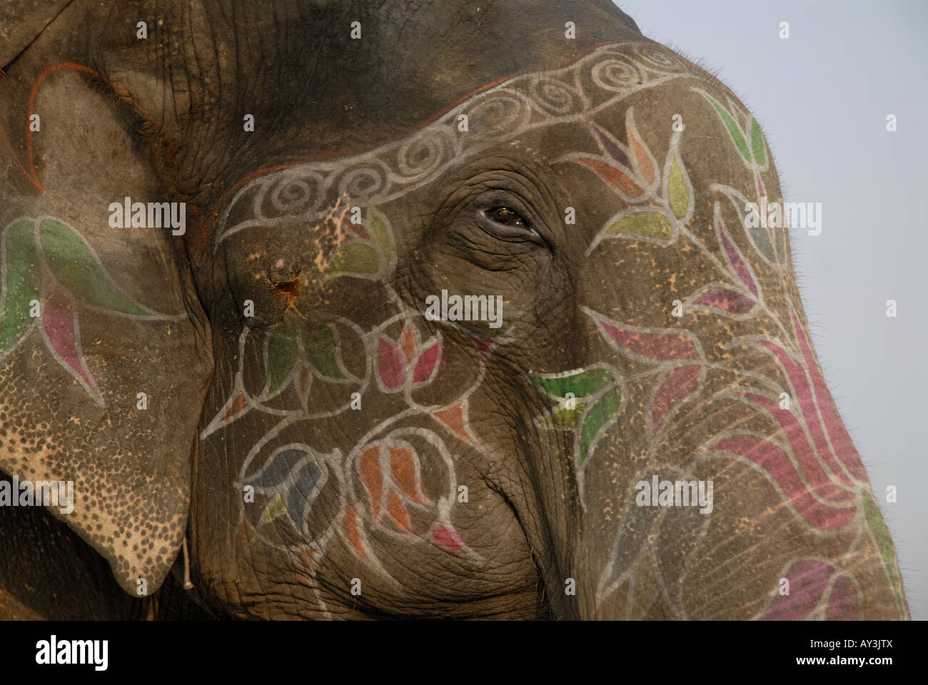 Close Up di Artwork decorazione sulla testa di elefante Jaipur India Rajasthan Foto Stock