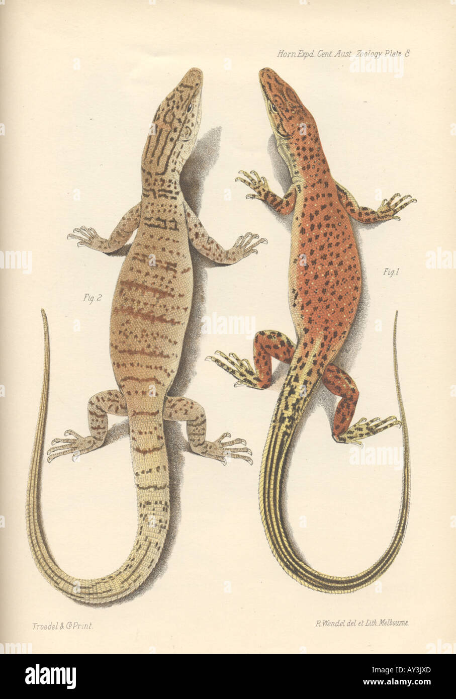 Figura 1 Varanus eremius e Fig 2 Varanus gilleri Foto Stock