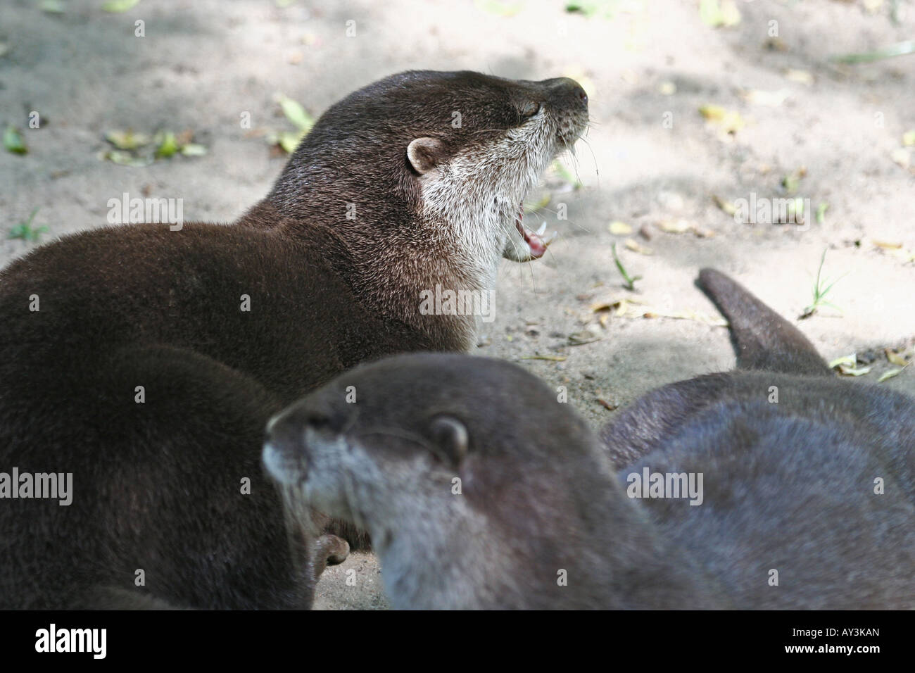 Lontra di pesce - Lutra lutra Foto Stock