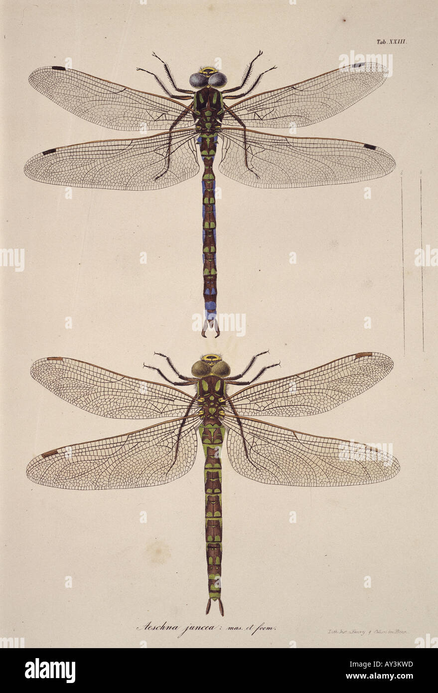 Aeshna sp libellule Foto Stock