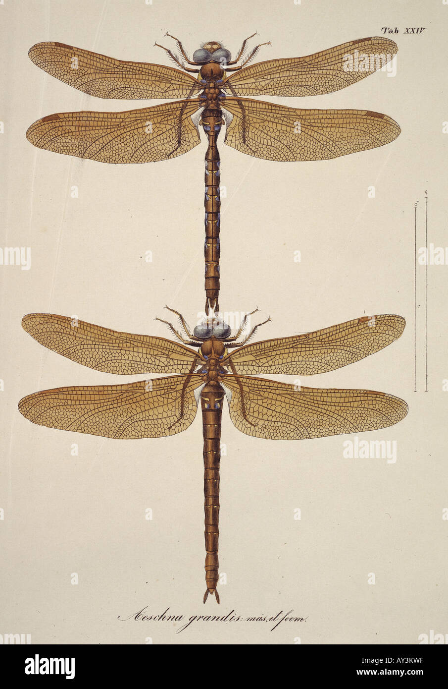 Aeshna sp libellule Foto Stock