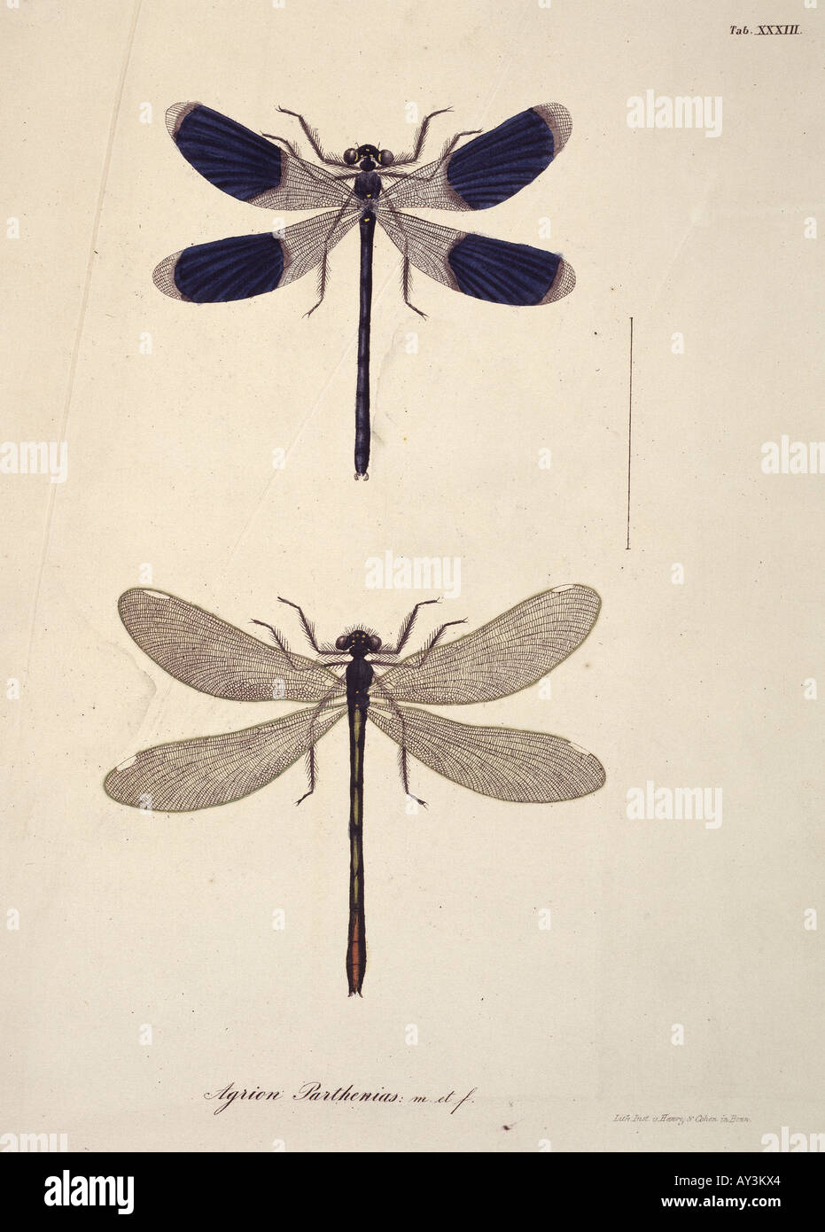 Aeshna sp libellule Foto Stock