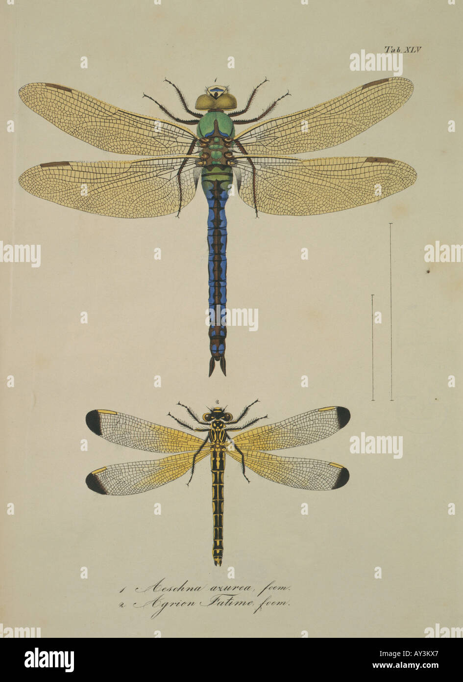 Aeshna sp libellule Foto Stock