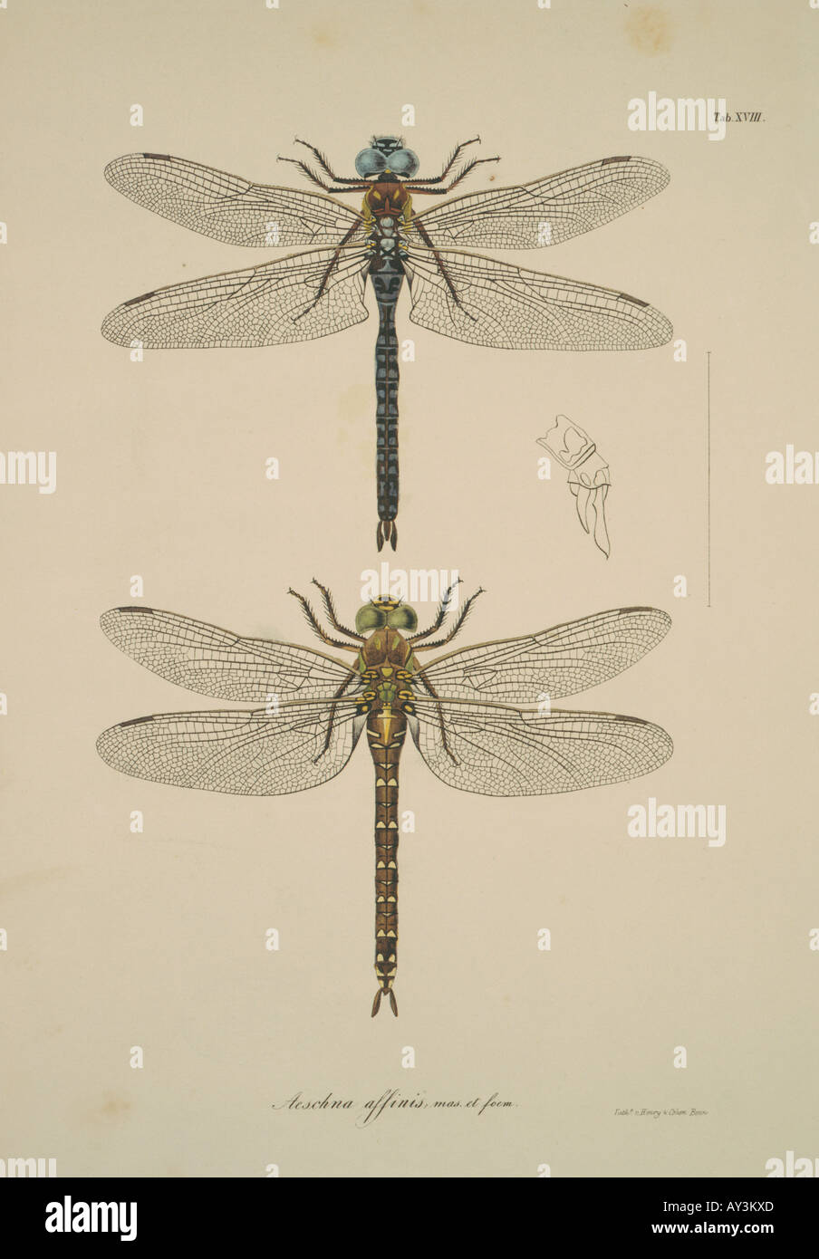 Aeshna sp libellule Foto Stock