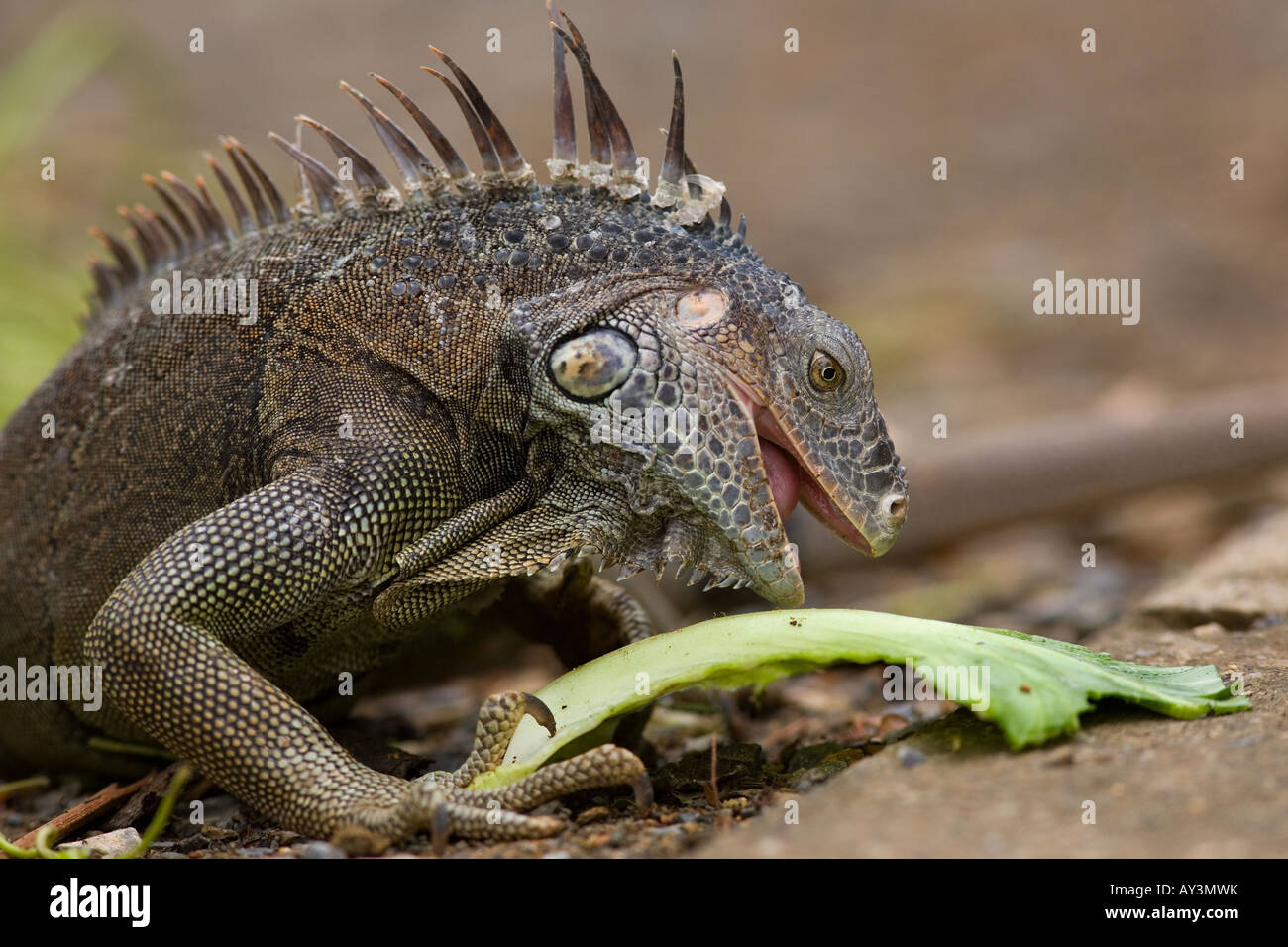 Verde Igauna Iguana iguana Bay Island Honduras Caraibi Ocean Foto Stock