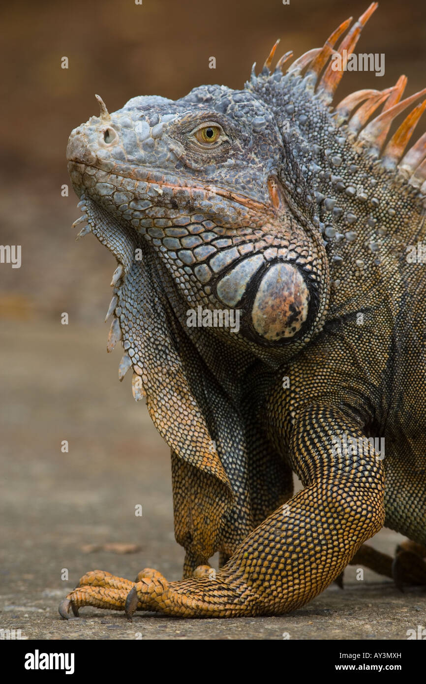 Verde Igauna Iguana iguana Bay Island Honduras Caraibi Ocean Foto Stock