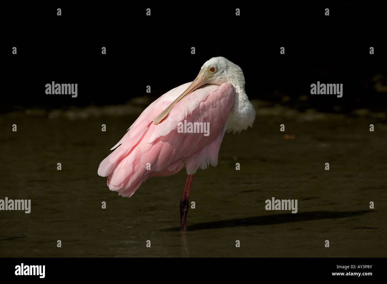 Roseate Spoonbill Ajaia ajaja Florida USA Foto Stock