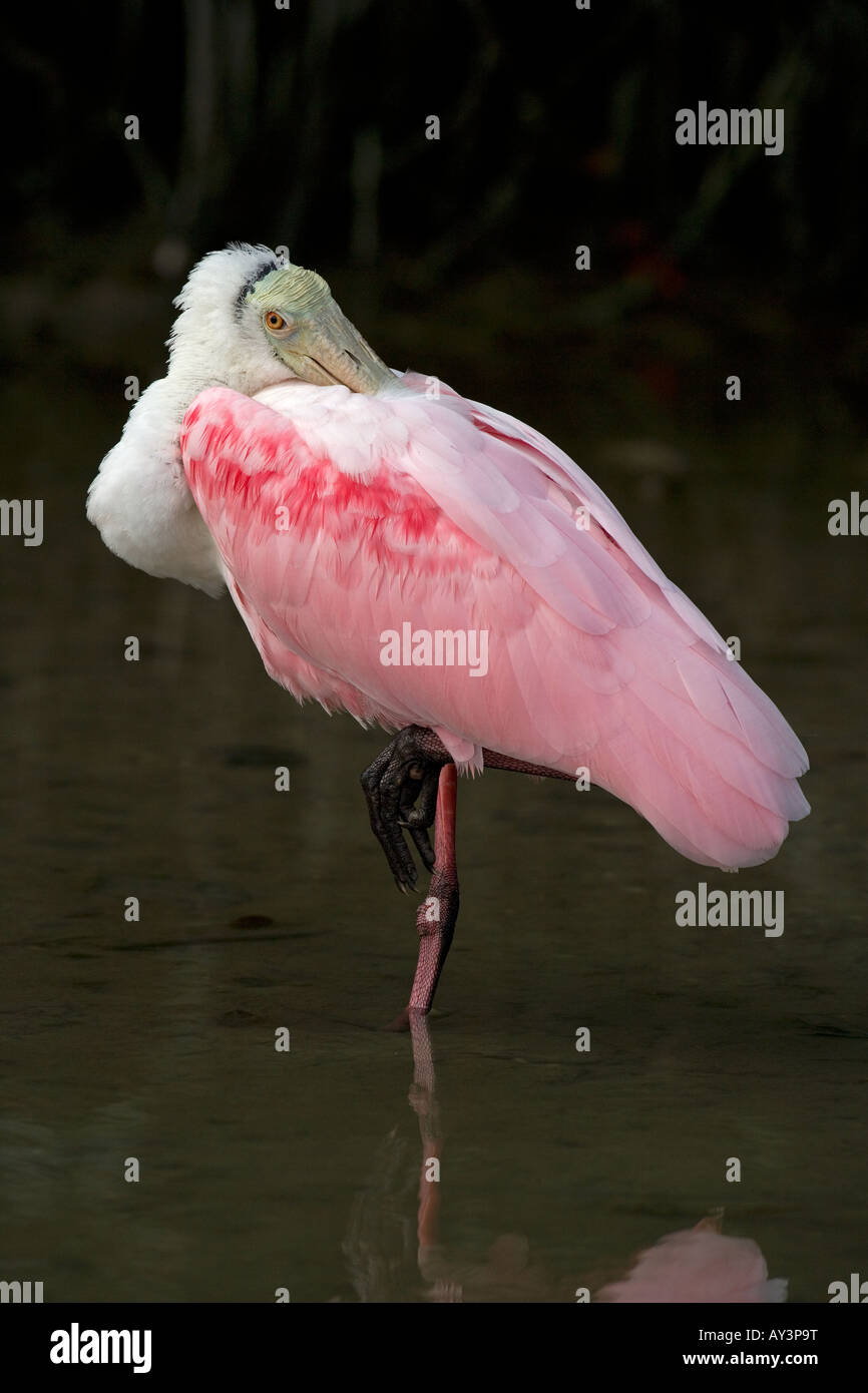 Roseate Spoonbill Ajaia ajaja Florida USA Foto Stock