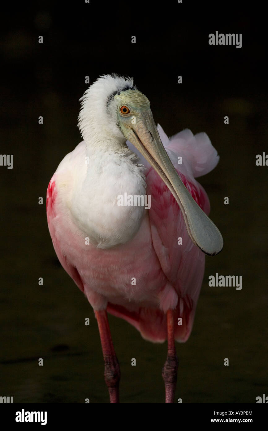 Roseate Spoonbill Ajaia ajaja Florida USA Foto Stock