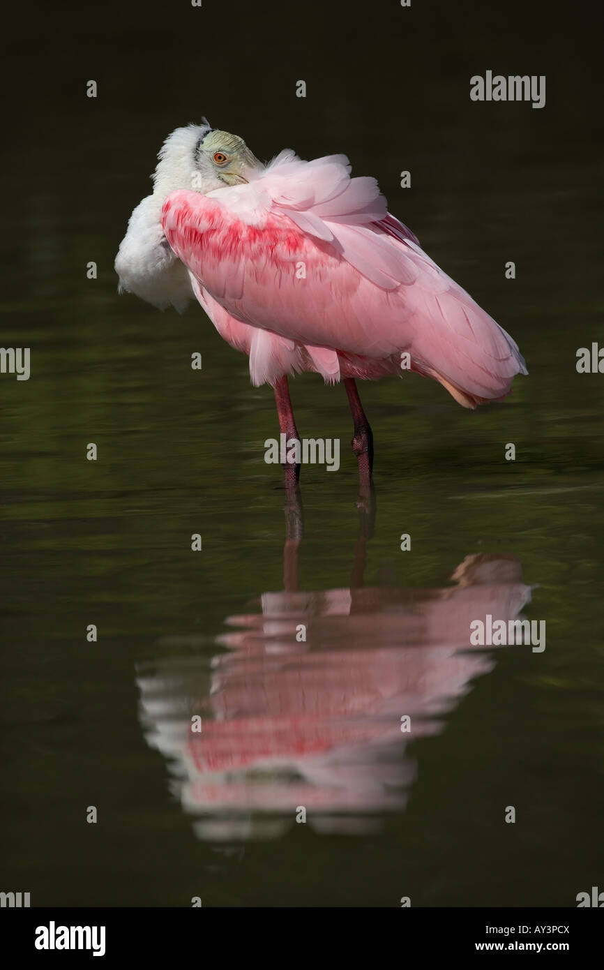 Roseate Spoonbill Ajaia ajaja Florida USA Foto Stock