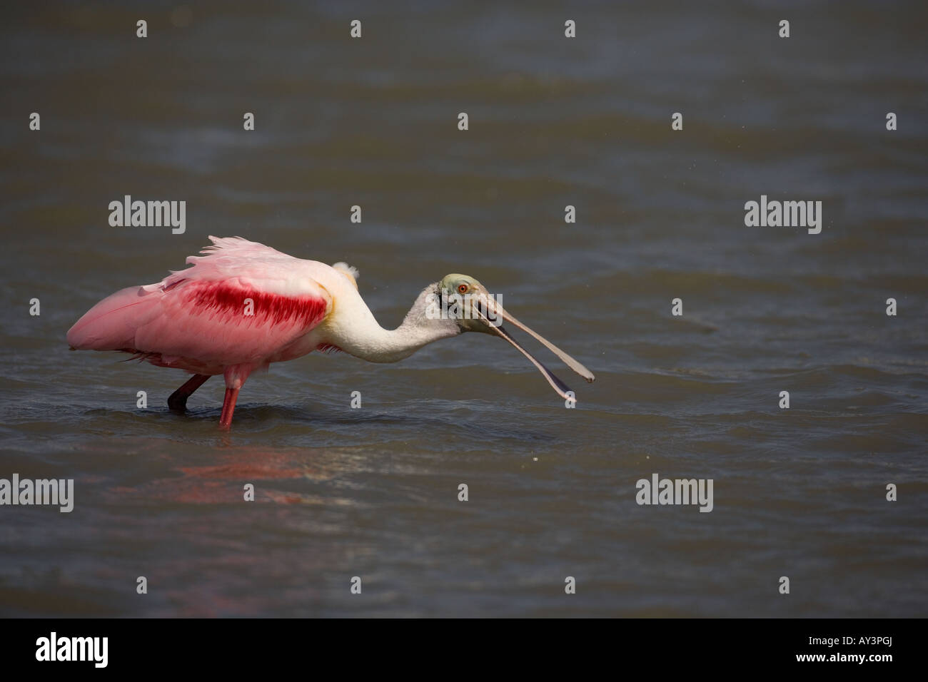 Roseate Spoonbill Ajaia ajaja Florida USA Foto Stock