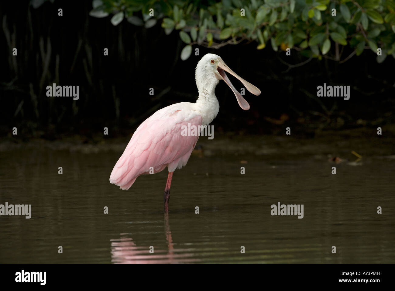 Roseate Spoonbill Ajaia ajaja Florida USA Foto Stock