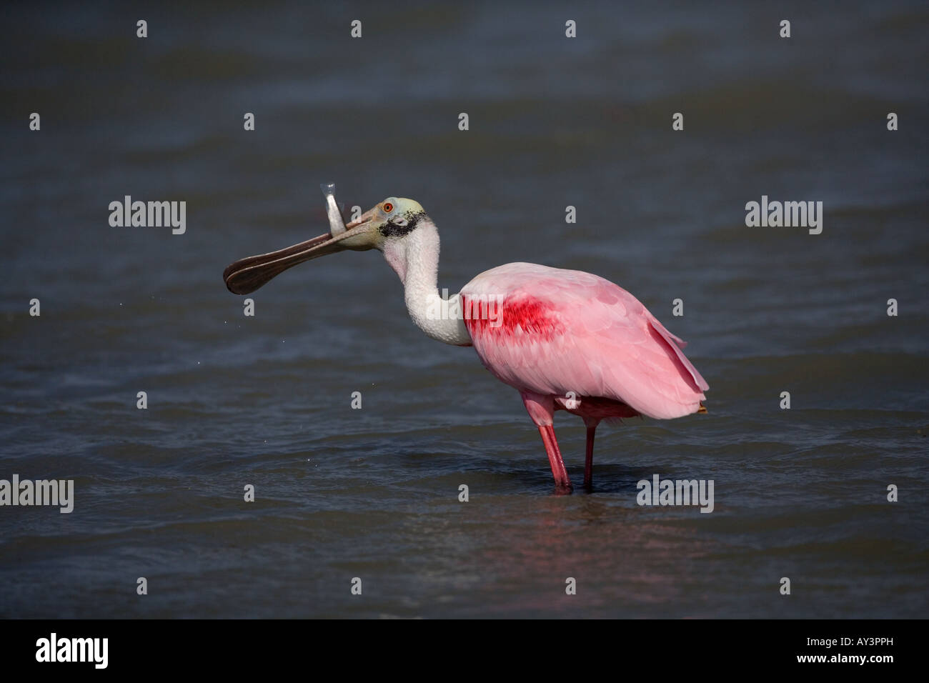 Roseate Spoonbill Ajaia ajaja Florida USA Foto Stock