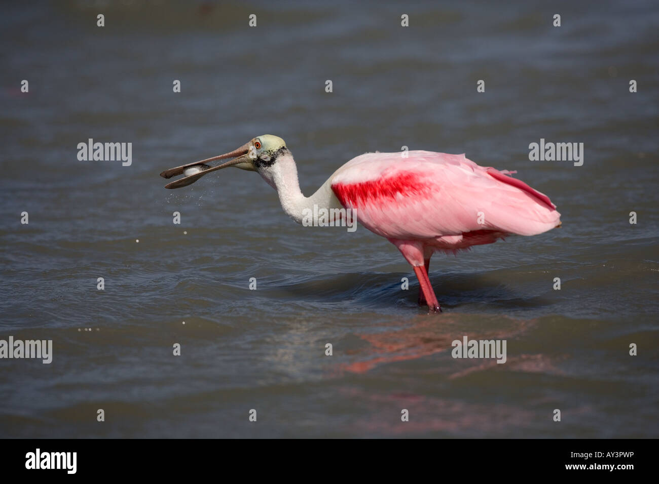 Roseate Spoonbill Ajaia ajaja Florida USA Foto Stock