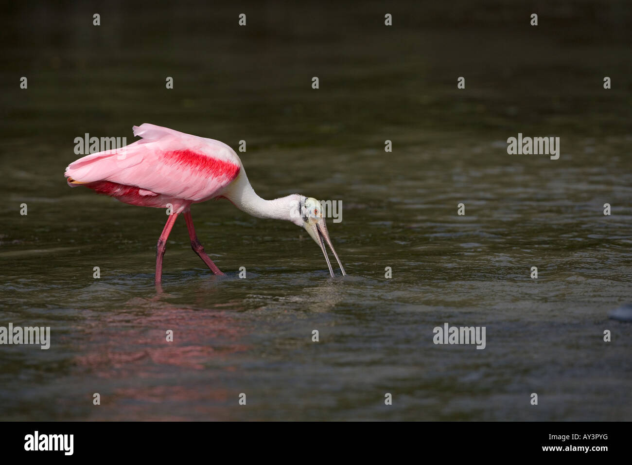 Roseate Spoonbill Ajaia ajaja Florida USA Foto Stock