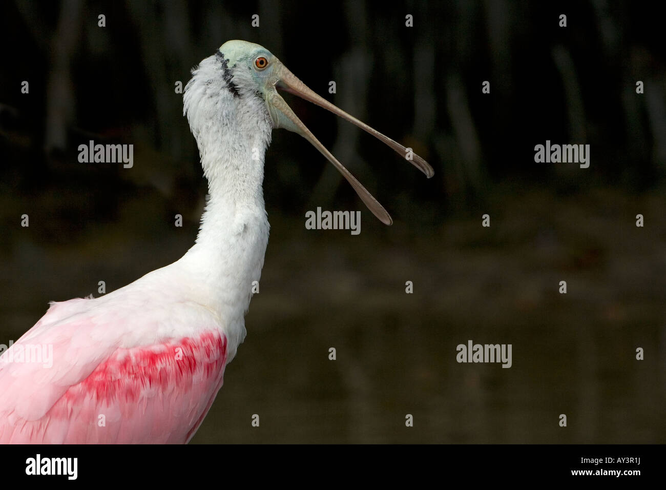 Roseate Spoonbill Ajaia ajaja Florida USA Foto Stock