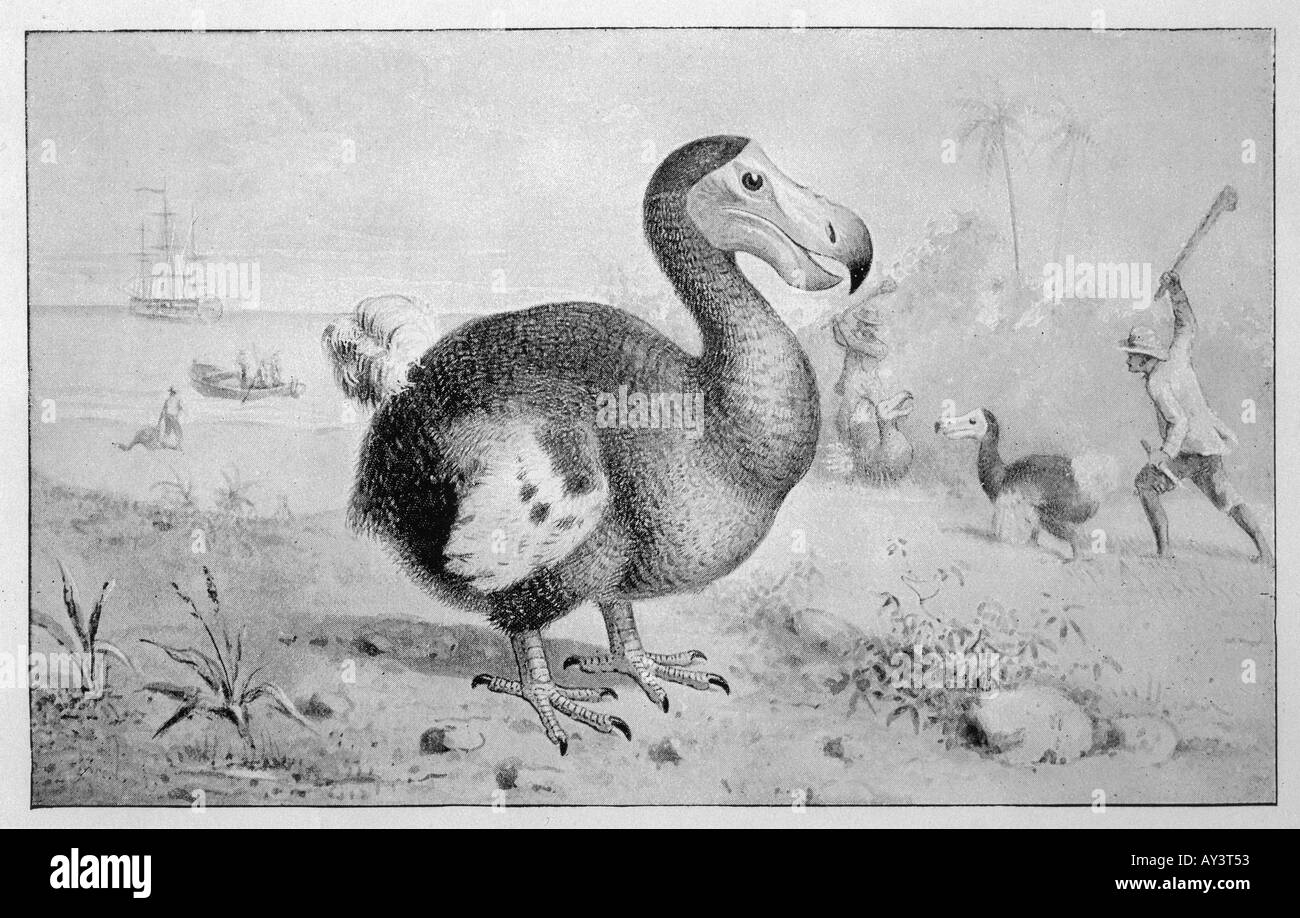 Animali estinto dodo Foto Stock