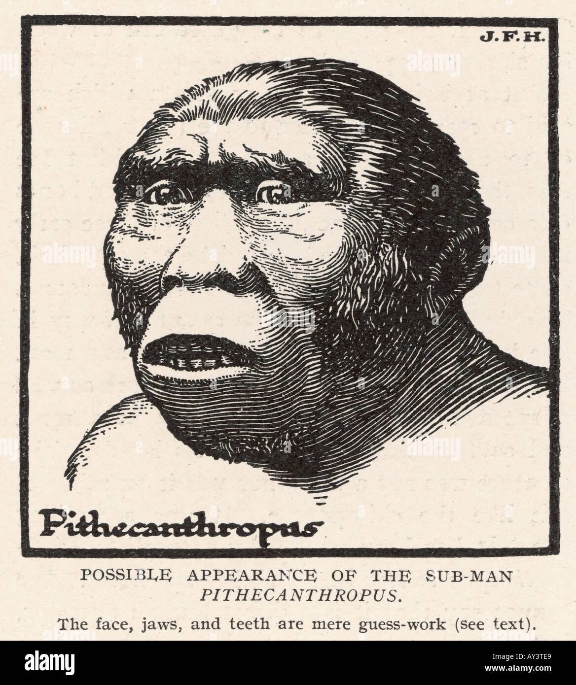 Pithecanthropus erectus Foto Stock