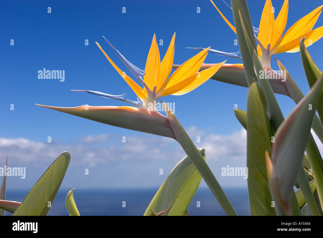 Uccello del paradiso strelitzia reginae La Palma Isole Canarie Spagna Europa Foto Stock