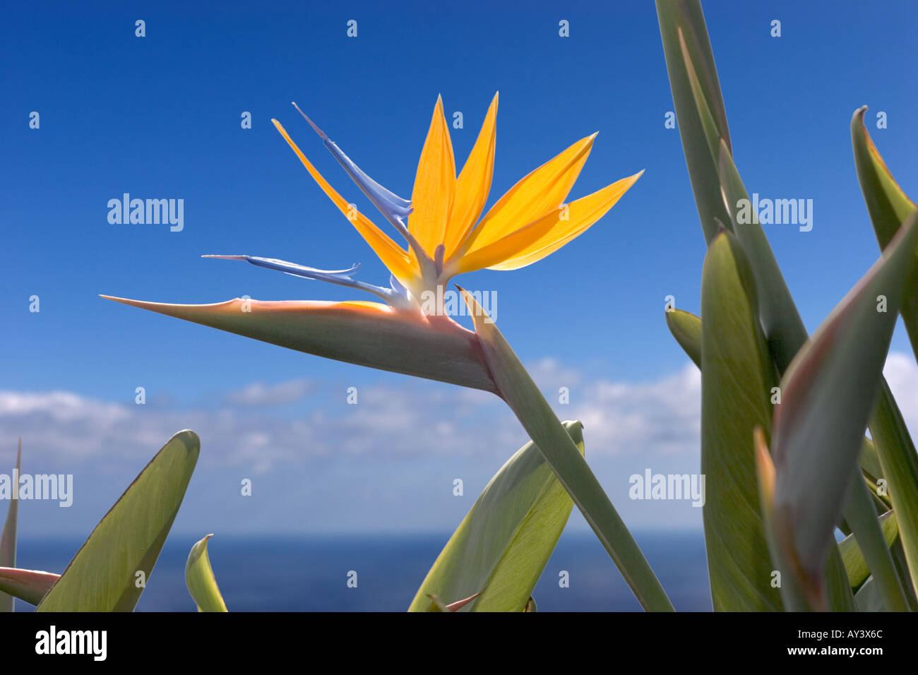 Uccello del paradiso strelitzia reginae La Palma Isole Canarie Spagna Europa Foto Stock