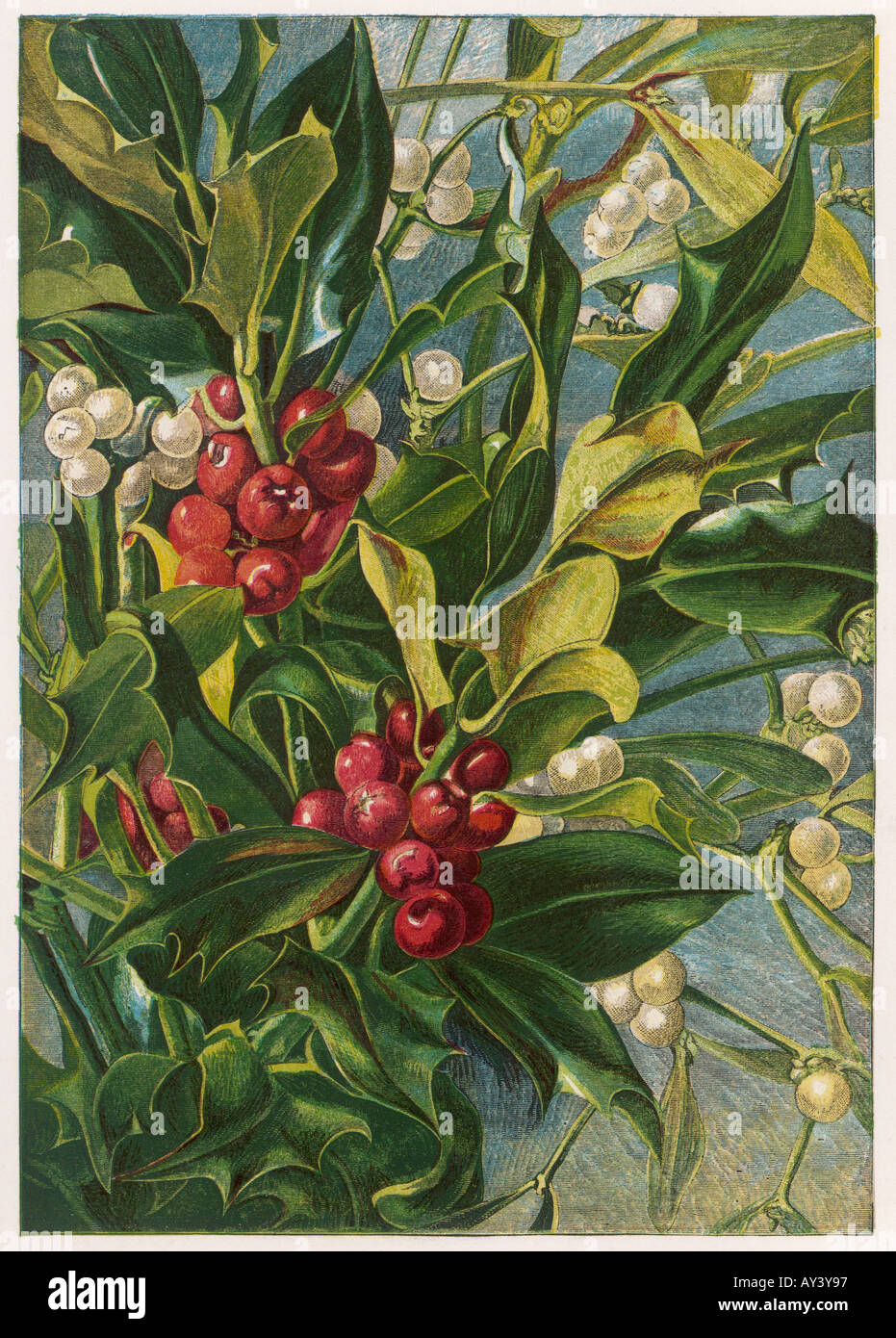 Vischio di Holly Foto Stock