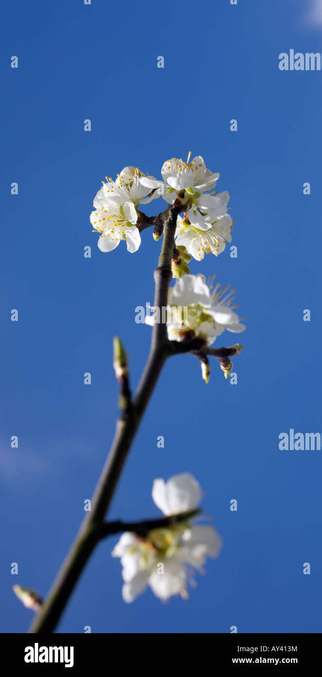 Cherry Plum Tree blossom Prunus Cerasifera con foglie di colore bianco e giallo di sacche di polline contro una molla blu cielo in Inghilterra Foto Stock