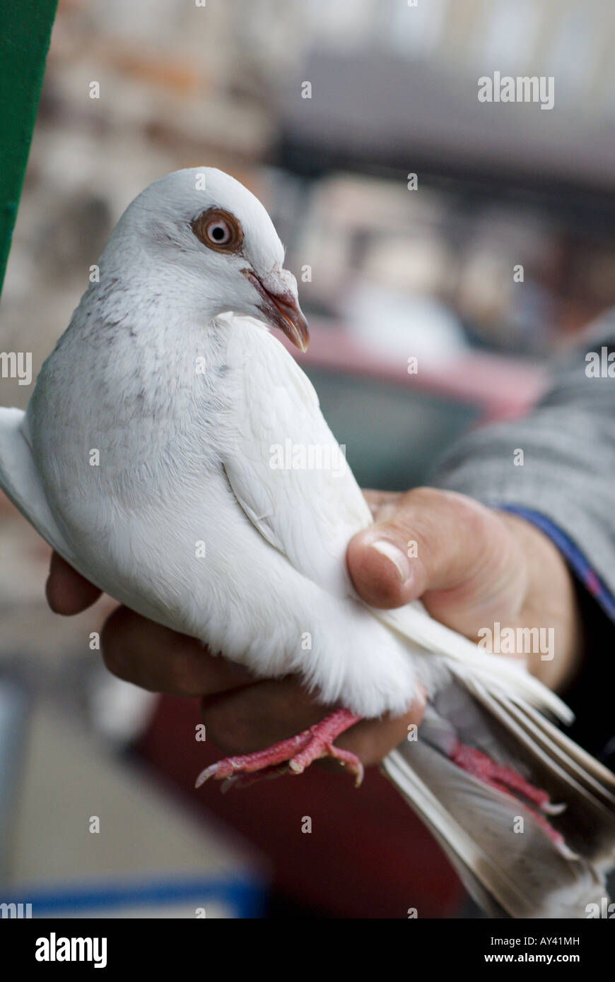 Man mano che tiene white racing piccione o colomba in un mercato di strada in Polonia Foto Stock