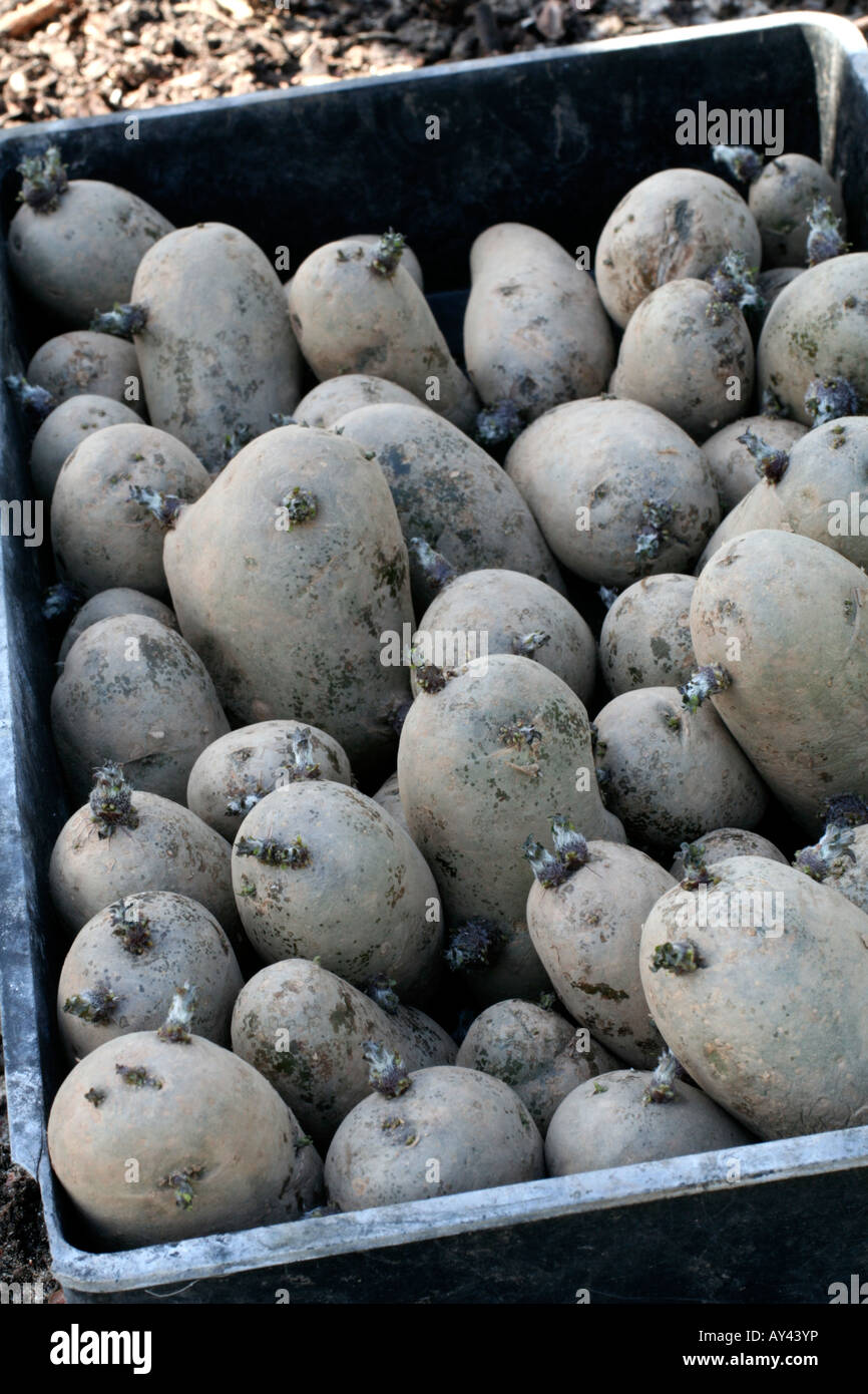 Sementi di varietà di patate Charlotte dopo CHITTING e pronto per l'impianto Foto Stock