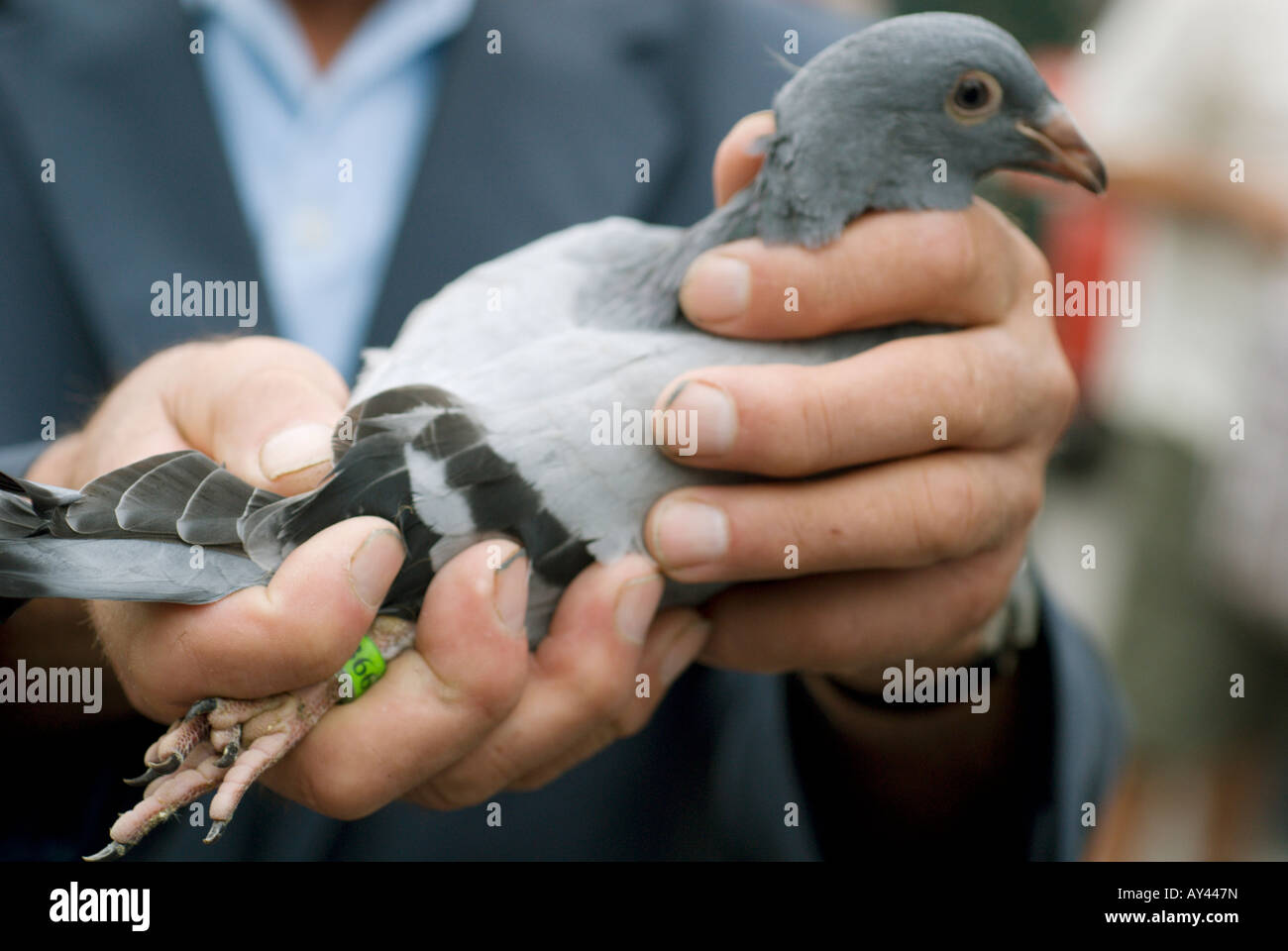 L'uomo le mani tenendo un tagged,grigio piccione racing in strada del mercato della Polonia Foto Stock