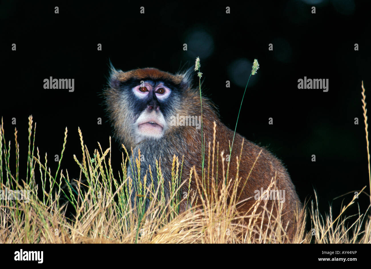 Patas Monkey Erythrocebus maschio adulto patas Africa animali animale mammifero maschio mammiferi primate primati unico animale seduta Foto Stock