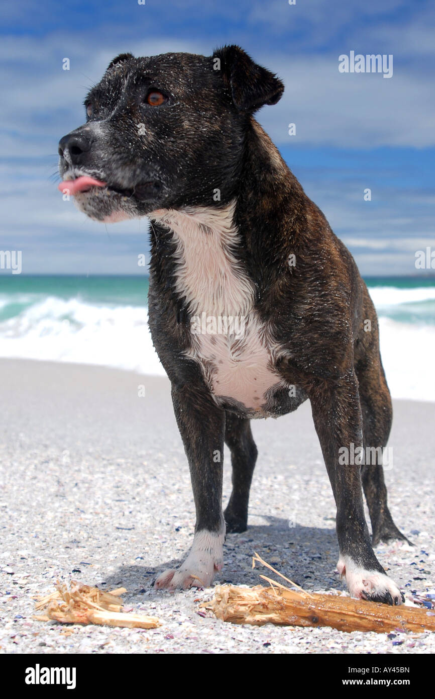 Max nostra Staffie Foto Stock