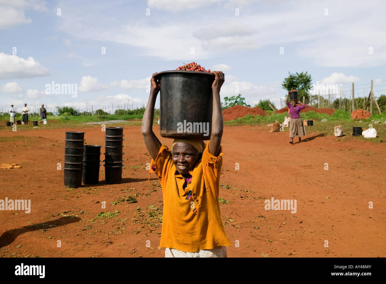 Africa Kenya Ruira signor donna anziana che trasportano Arabica chicchi di caffè nel contenitore bilanciato sulla sua testa durante il raccolto a Oakland Estat Foto Stock