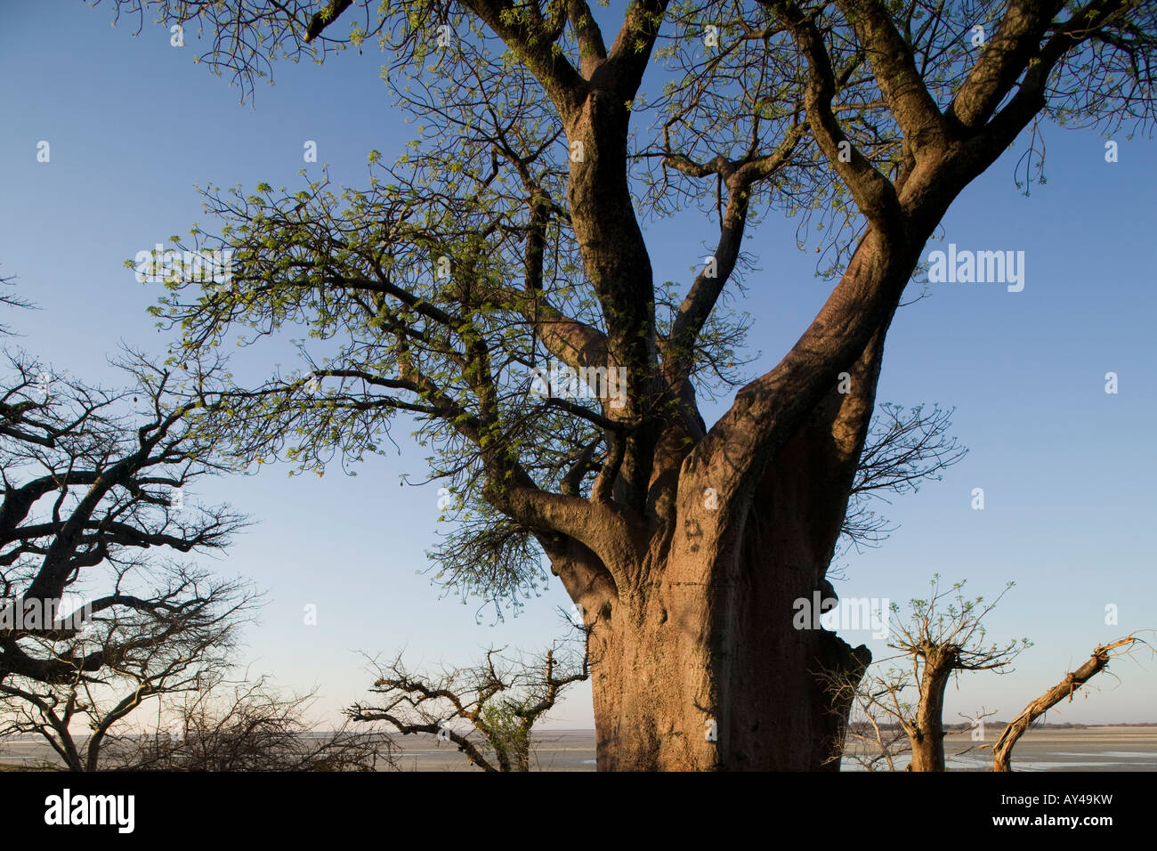 Il Botswana Nxai Pan National Park mattina sole illumina rami ritorti di Baines baobab Foto Stock