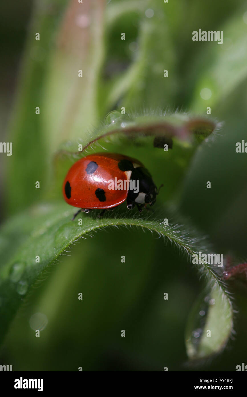 Ladybird strisciando su verde non ti scordar di me leaf Foto Stock