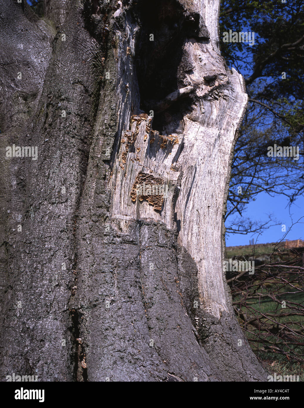 Chondrostereum purpureum, decolorata al marrone con età, Grindleford Derbyshire, Inghilterra Foto Stock