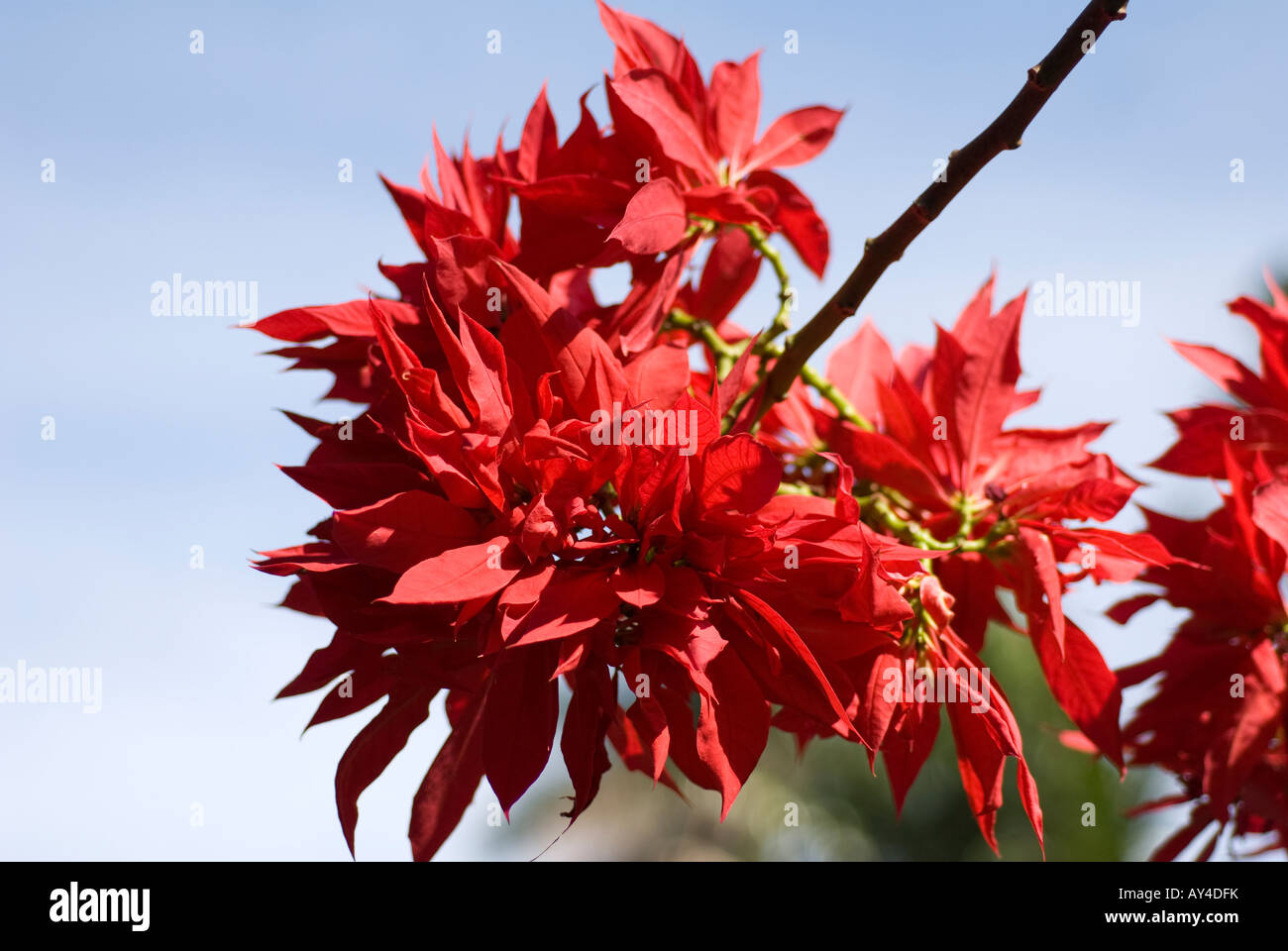 Stella di Natale Foto Stock