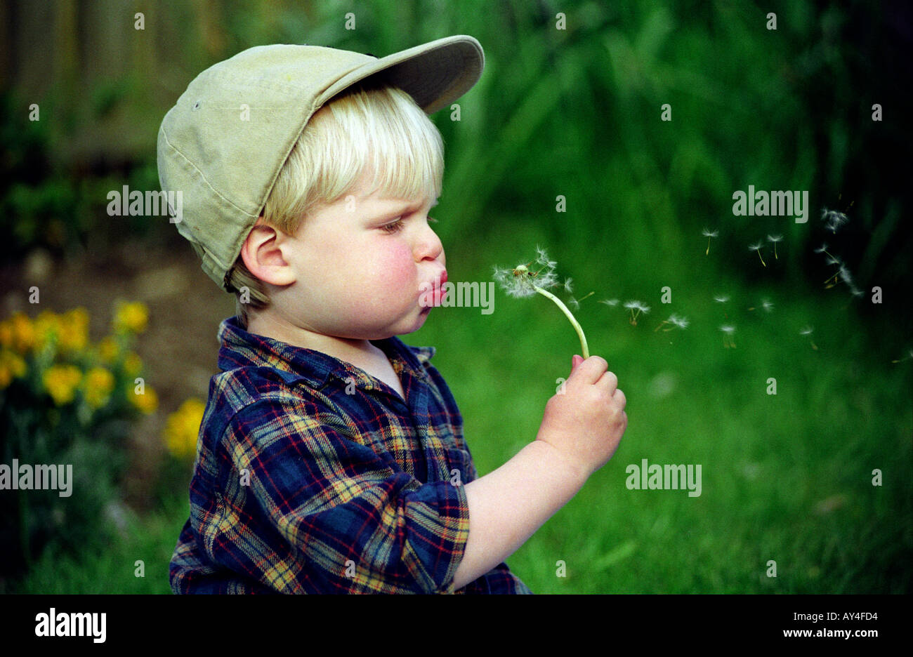 Ragazzo soffiando tarassaco semi in azione in primo piano Foto Stock