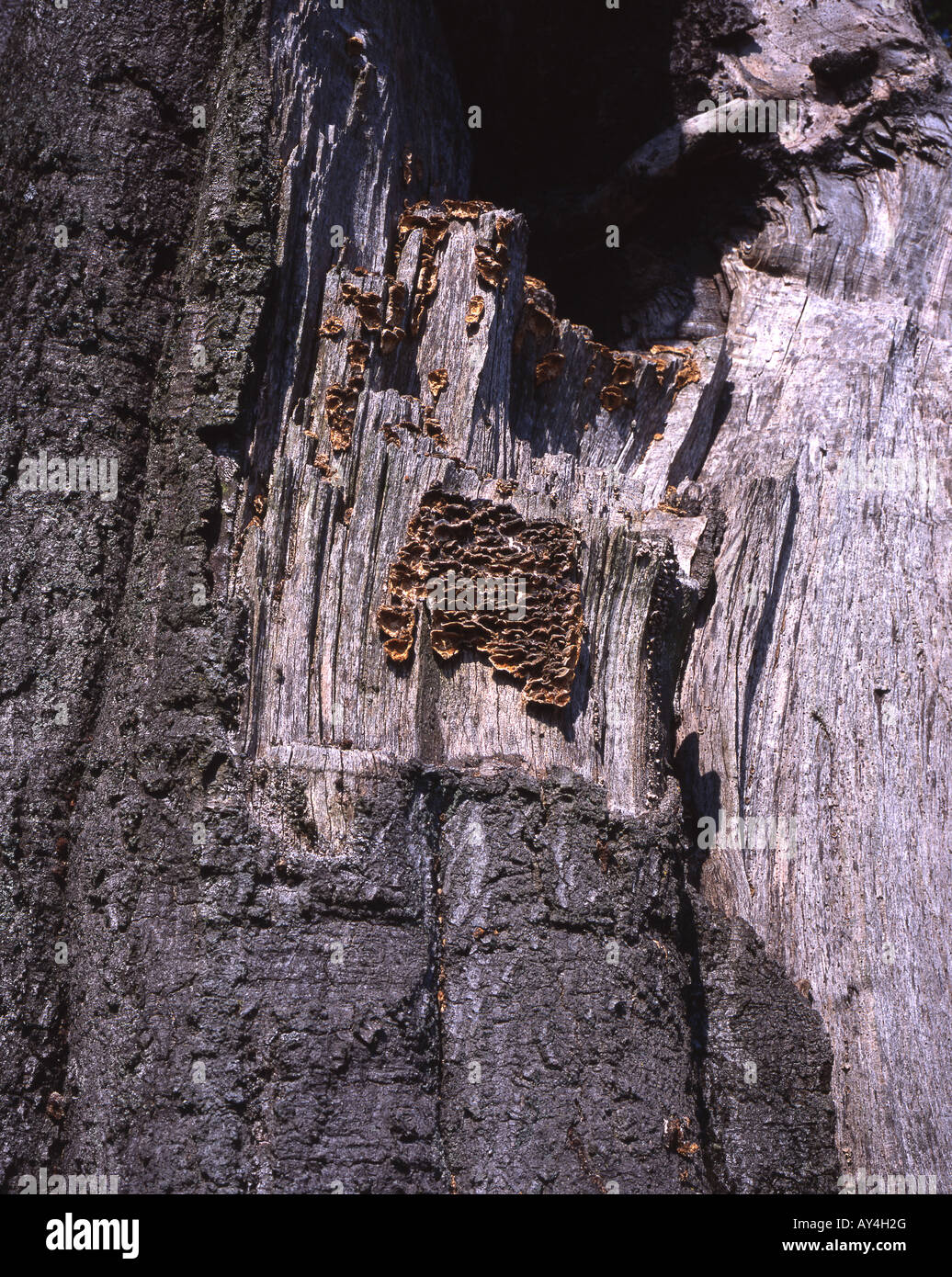 Chondrostereum purpureum, decolorata al marrone con età, Grindleford Derbyshire, Inghilterra Foto Stock