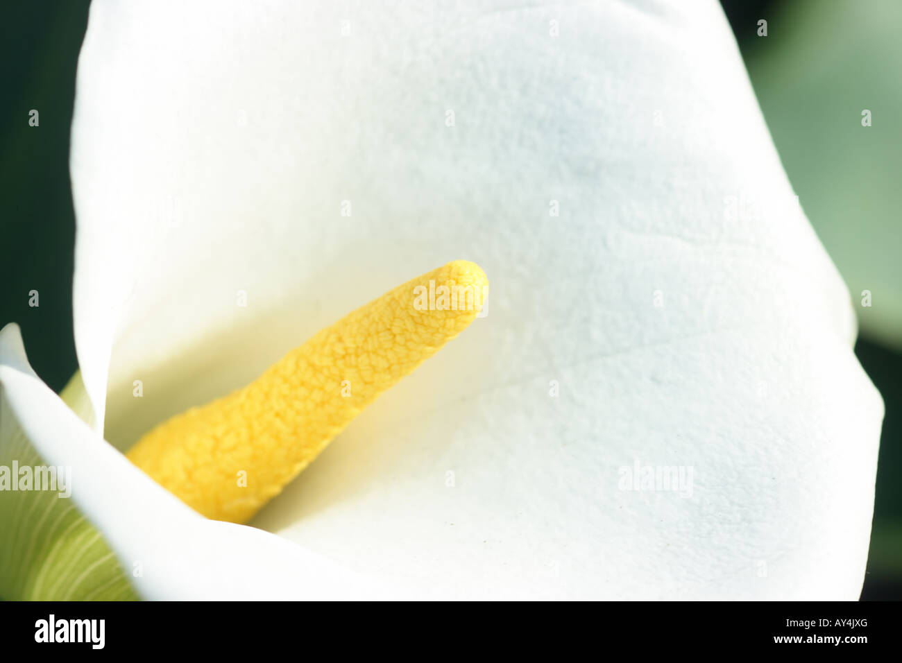 White calla close-up Foto Stock