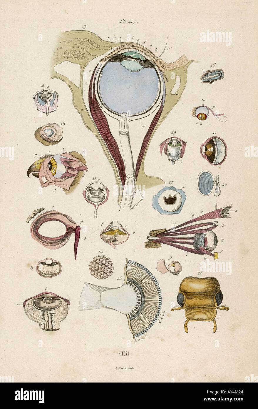 Anatomia medica occhi Foto Stock
