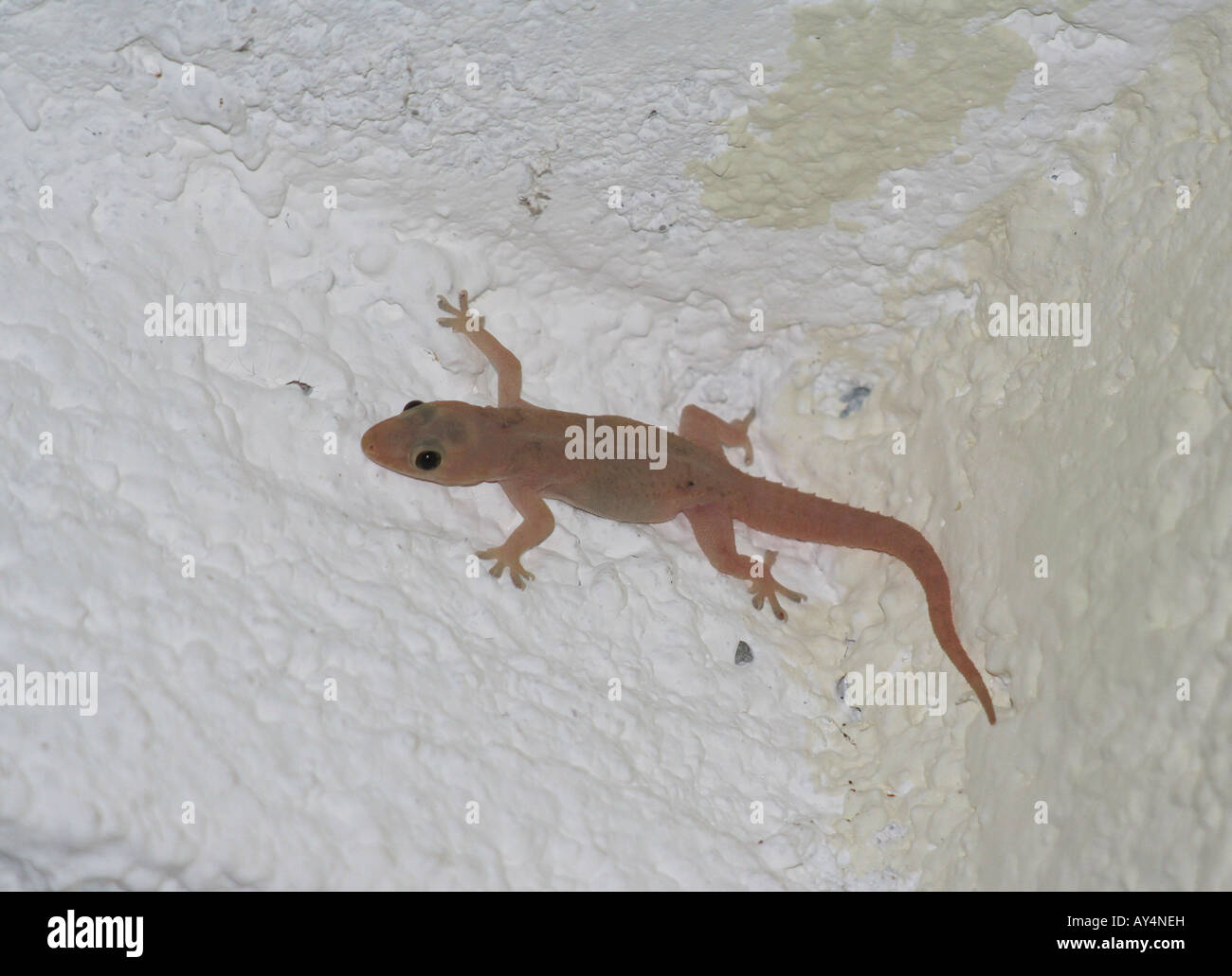 Casa Gecko Foto Stock