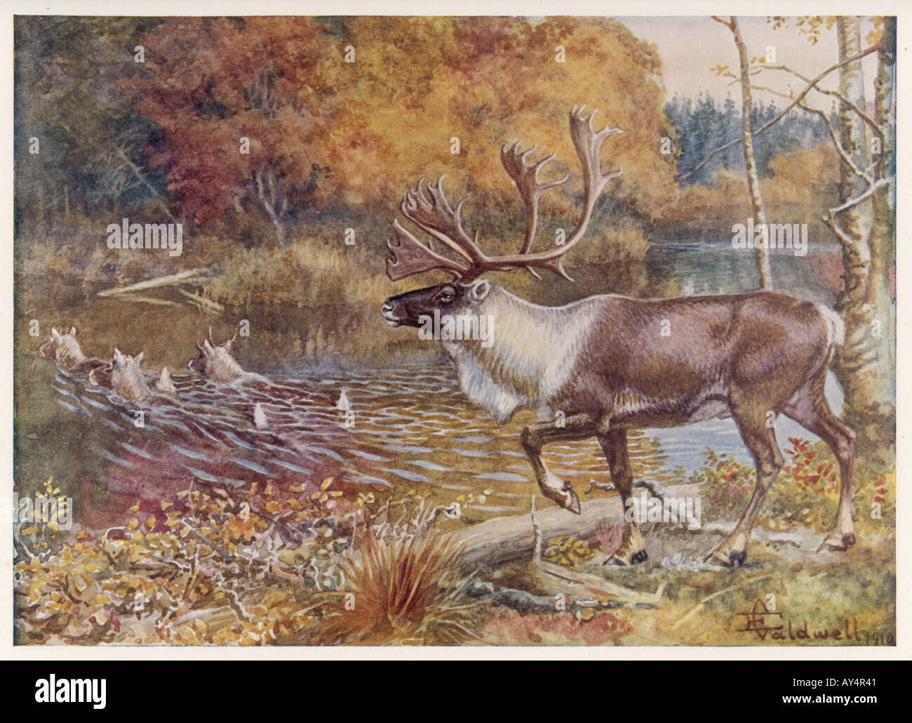 Caribou Ency. Dello Sport Foto Stock