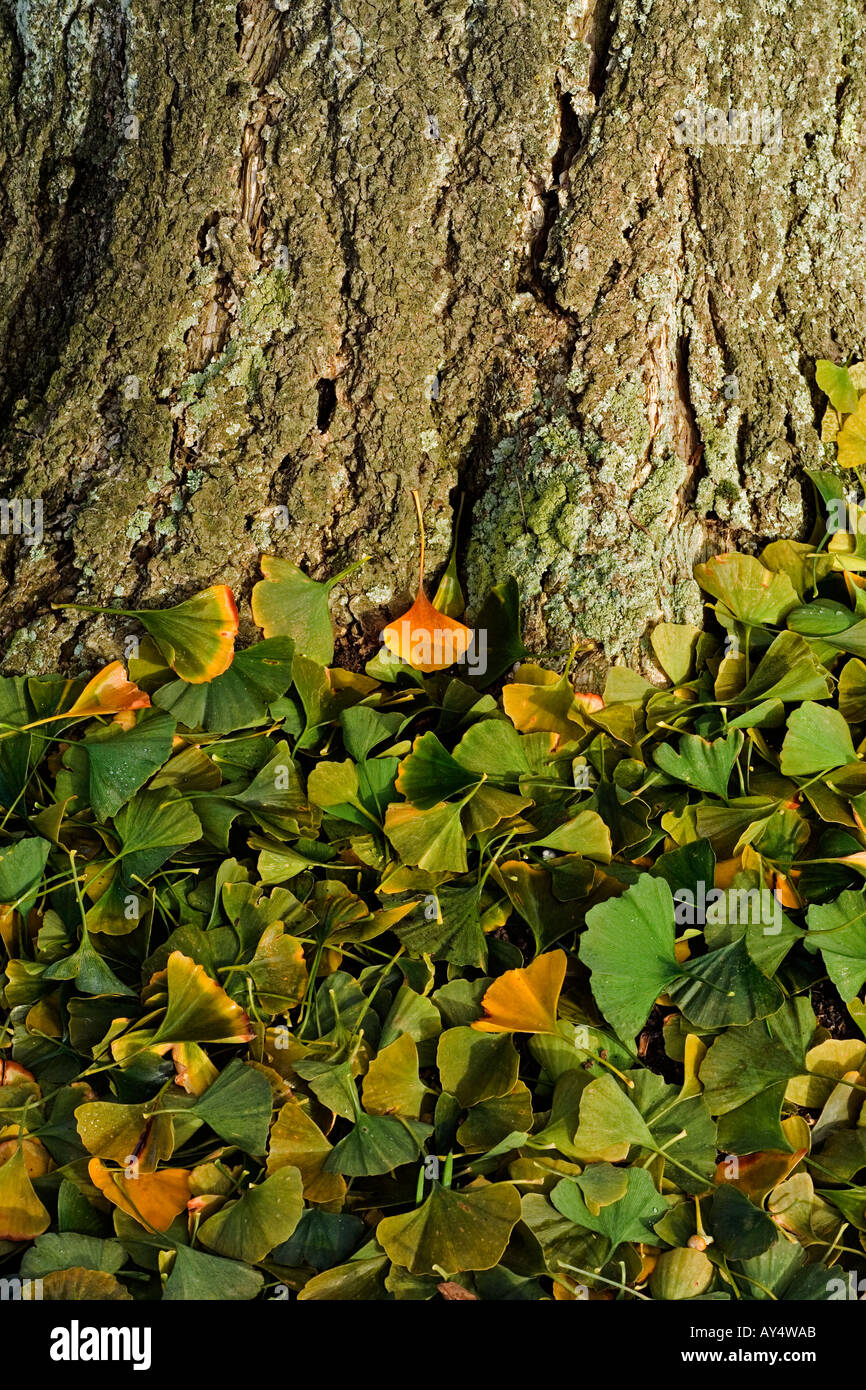 Maidenhair tree (Ginkgo biloba) Foto Stock