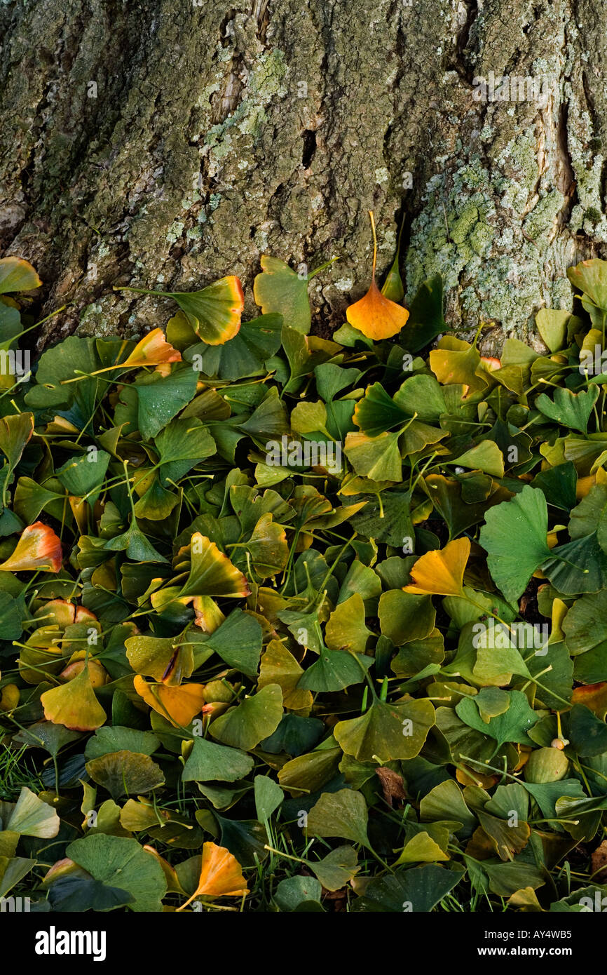 Maidenhair tree (Ginkgo biloba) Foto Stock