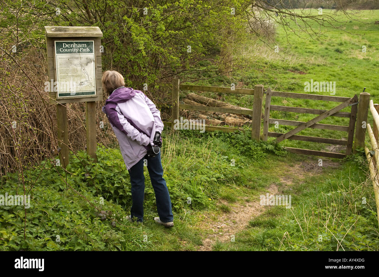 Una signora walker guardando la mappa e le indicazioni su una bacheca in Denham Country Park Buckinghamshire AL REGNO UNITO. Foto Stock