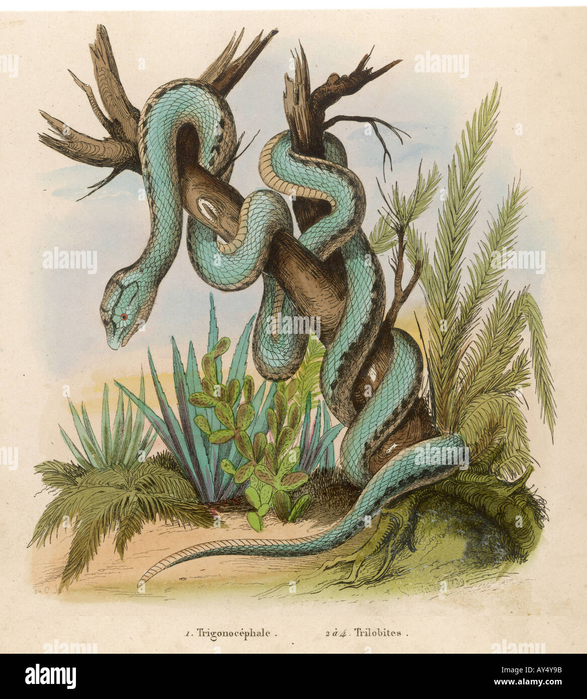 Snake Trigonocephalus Foto Stock