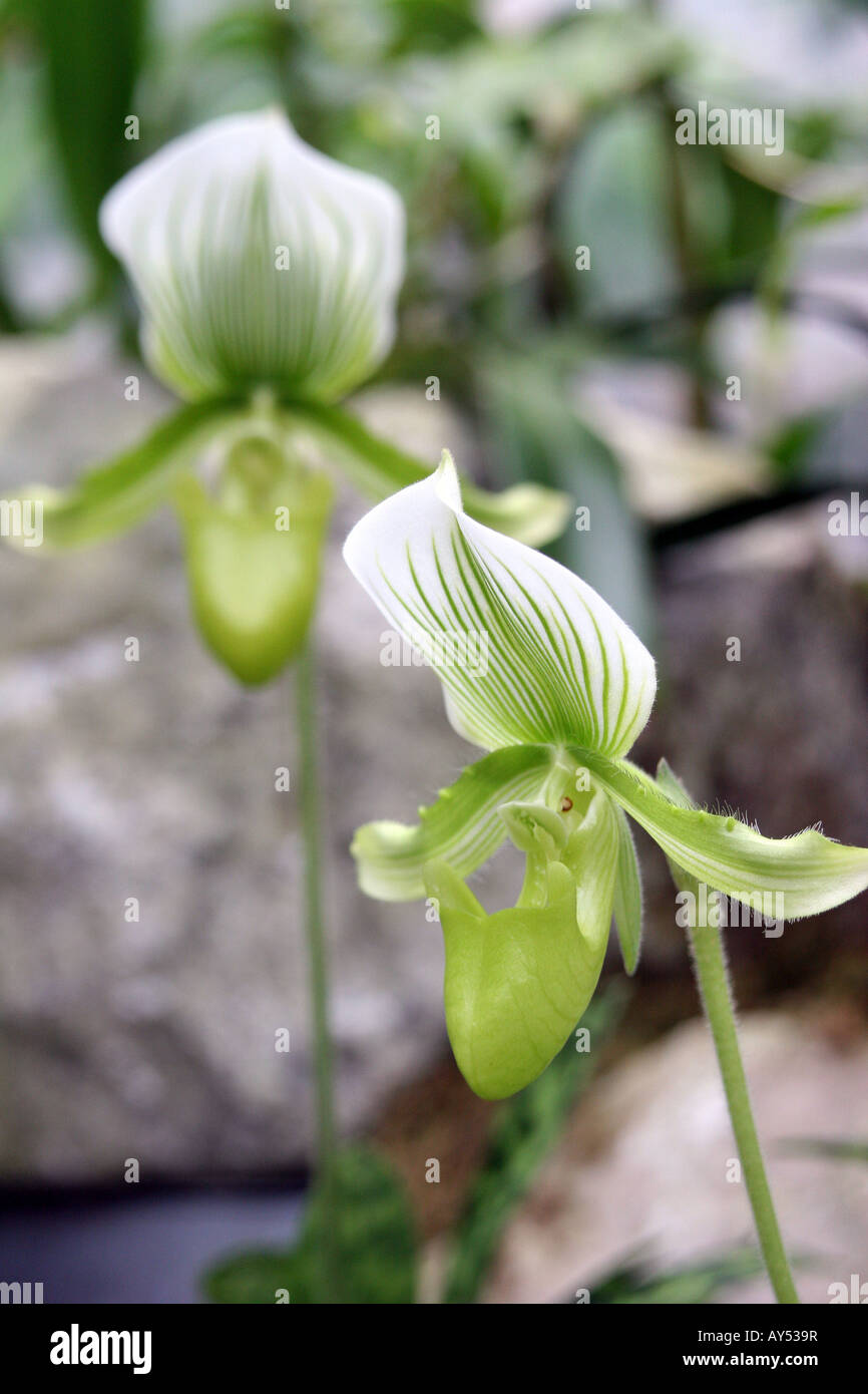 Close up di dispari orchid o iris. Foto di Tom Zuback Foto Stock