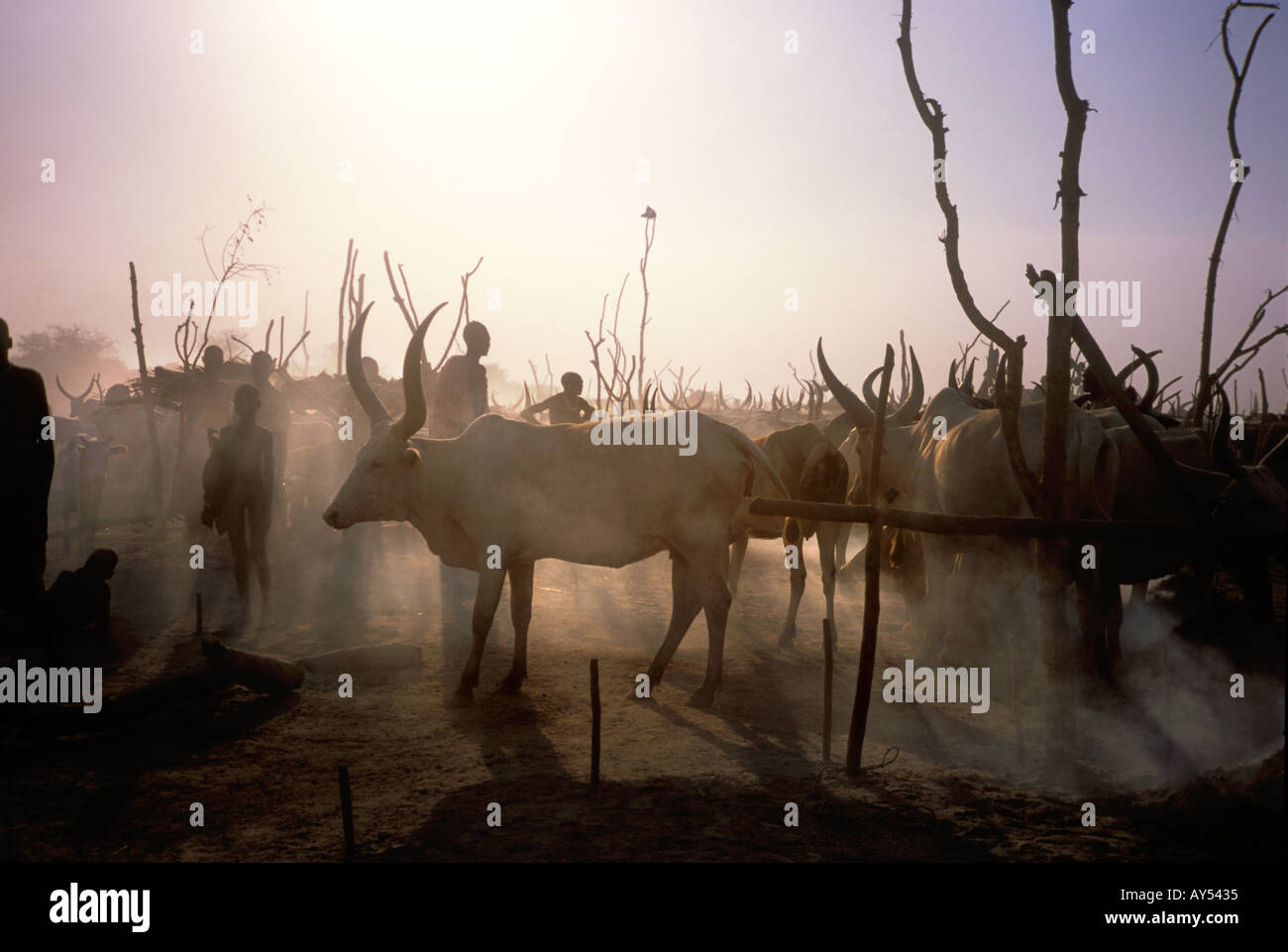 Cattlecamp e buffalo nel Sudan meridionale, Africa Foto Stock