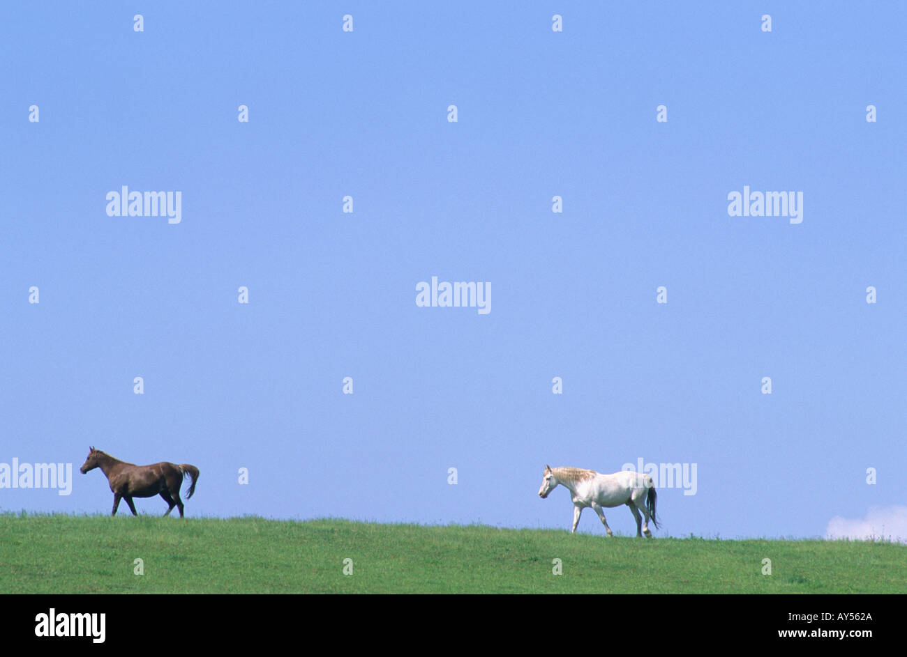 Marrone e bianco cavalli a camminare in un campo verde Foto Stock